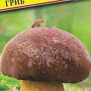 

Польский гриб 60 мл, Семена Престиж