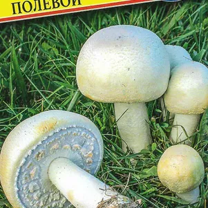 Шампиньон полевой 50 мл Семена Престиж 120₽