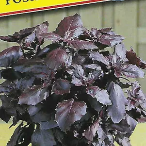 Базилик Рози 05 г Семена Престиж 46₽