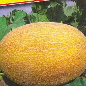 Дыня Раймонд F1 3 шт Семена Престиж 83₽