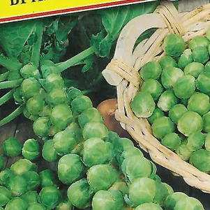 

Брюссельская капуста Бриллиант F1 7 шт, Семена Престиж