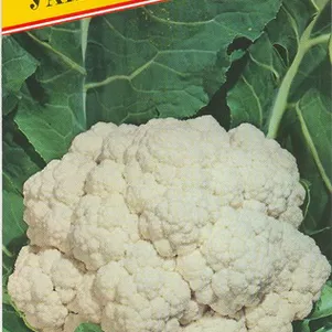 

Цветная капуста Уайтэксел F1 10 шт, Семена Престиж