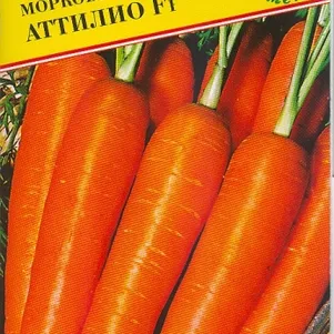 

Морковь Аттилио 0,5 г, Семена Престиж