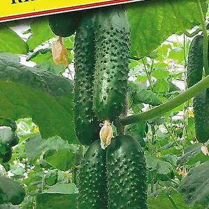 

Огурец Киборг F1 5 шт, Семена Престиж