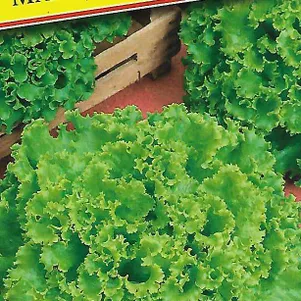 

Салат Марадон 10 шт, Семена Престиж