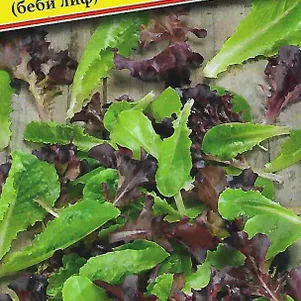 

Салат Солавия 10 шт, Семена Престиж