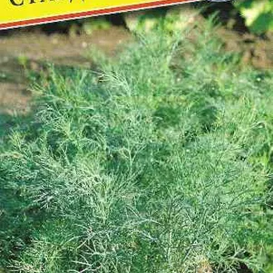 Укроп Стардаст 1 г Семена Престиж 17₽