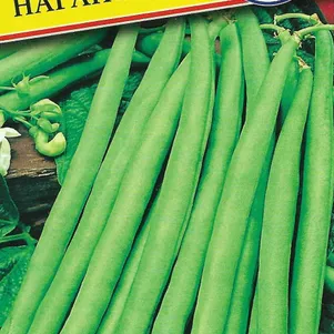 Фасоль Нагано овощная 5 г Семена Престиж 38₽