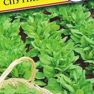 Шпинат Спутник F1 1 г Семена Престиж 24₽