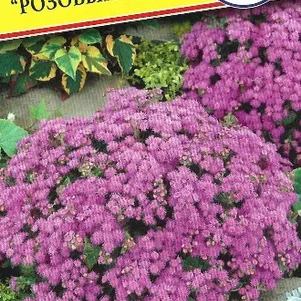 

Агератум Розовый шар 0,01 г, Семена Престиж