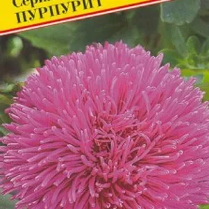 

Астра Джуэл Пурпурит 0,3 г, Семена Престиж