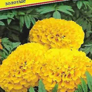 

Бархатцы Прауд Мэри Золотые F1 прямостоячие 5 шт, Семена Престиж