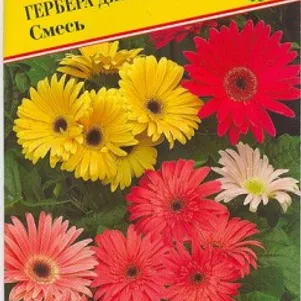 

Гербера Джеймсона F1 Смесь 5 шт, Семена Престиж