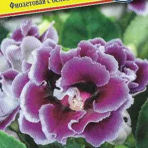 

Глоксиния Фиолетовая с каймой F1 (серия Брокэйд) 10 др, Семена Престиж