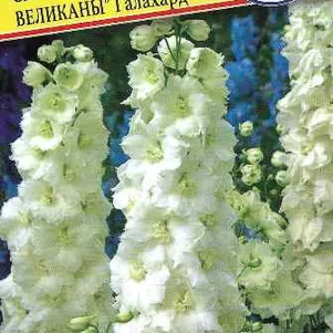 

Дельфиниум Галахард (Тихоок.великаны) 0,05 гр, Семена Престиж