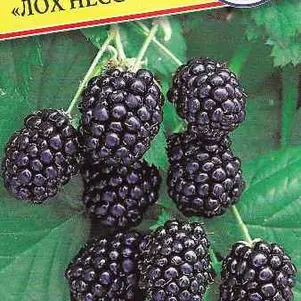 

Ежевика Лох Несс ремонтантная 10 шт, Семена Престиж