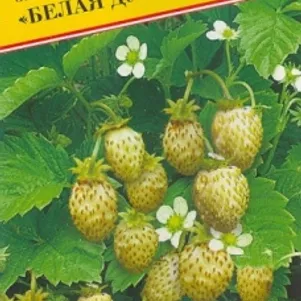 

Земляника Белая душа лесная 0,05 г, Семена Престиж