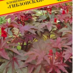 

Клещевина Гибзонская 5 шт, Семена Престиж