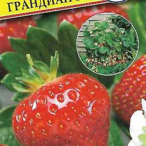 

Клубника Грандиан F1 крупноплодная 5 шт, Семена Престиж