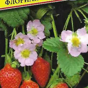 Клубника Флориан F1 ремонтантная крупноплодная 5 шт Семена Престиж 161₽