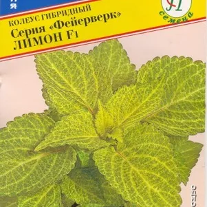 

Колеус Фейерверк Лимон F1 10 шт, Семена Престиж