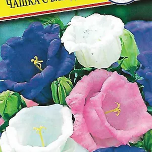 

Колокольчик Чашка с блюдцем смесь средний 0,1 г, Семена Престиж