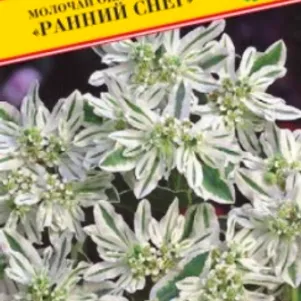 

Молочай Ранний снег окаймленный 10 шт, Семена Престиж