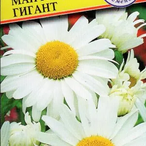 

Нивяник Майфилд гигант 0,1 г, Семена Престиж