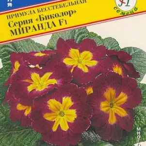 

Примула Миранда F1 (Биколор) 5 шт, Семена Престиж
