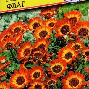 Хризантема Германский флаг посевная 05 г Семена Престиж 30₽