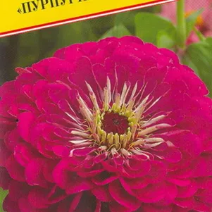 

Цинния Пурпурный принц изящная 20 шт, Семена Престиж