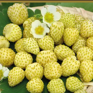 

Земляника Золотинка ремонтантная 100 шт, Семена Поиск
