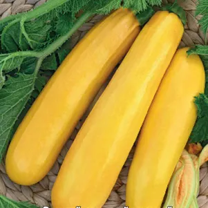 Кабачок Золотинка 12 шт Семена Поиск 56₽