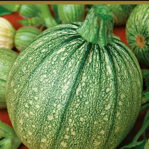 

Кабачок Мячик 12 шт, Семена Поиск