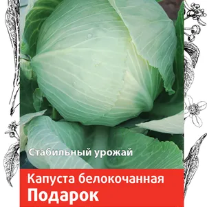 

Капуста Подарок белокочанная 0,5 г, Семена Поиск