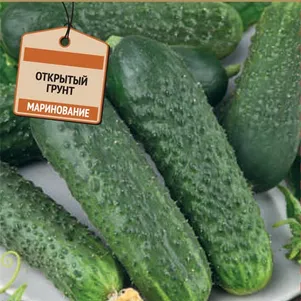 

Огурец Олеся F1 (А) 12, Семена Поиск