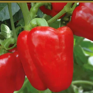 

Перец Доминатор сладкий 0,25 г, Семена Поиск