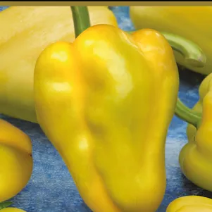 

Перец Желтый колокол сладкий 0,25 г, Семена Поиск