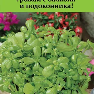 

Портулак Лакомка огородный 20 шт, Семена Поиск