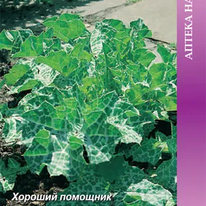 

Расторопша Дебют пятнистая 0,5 г, Семена Поиск