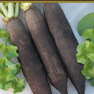 Редька Цилиндра 2 г Семена Поиск 49₽