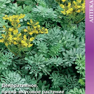 

Рута Кружевница овощная 25 шт, Семена Поиск