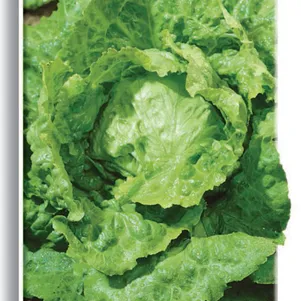 

Салат Крупнокочанный ц/п 1 г, Семена Поиск