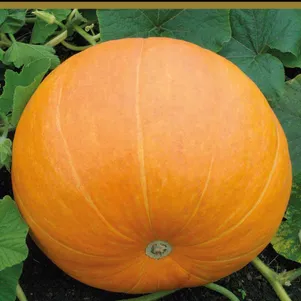 Тыква крупноплодная Марсельеза сер Авторские сорта 10 шт Семена Поиск 80₽