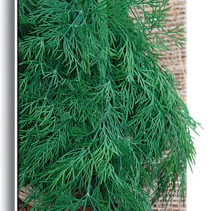 Укроп Симфония цп 3 г Семена Поиск 49₽