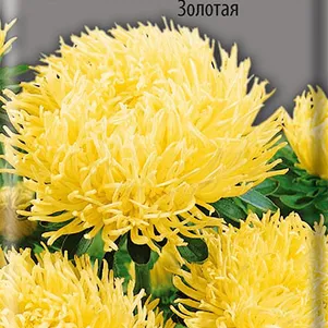 

Астра коготковая Золотая 0,3 г, Семена Поиск