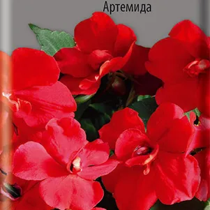 

Бальзамин махровый Афина Артемида 5 шт, Семена Поиск