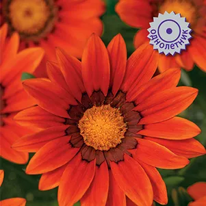 

Газания Нью Дэй Бронз Шейдес 10 шт, Семена Поиск