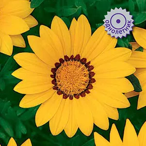 

Газания Нью Дэй Еллоу 10 шт, Семена Поиск