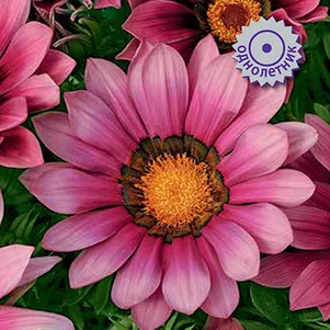 

Газания Нью Дэй Пинк Шейдес 10 шт, Семена Поиск